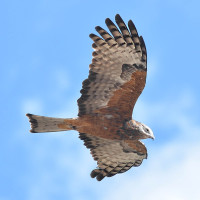 Square-tailed Kite